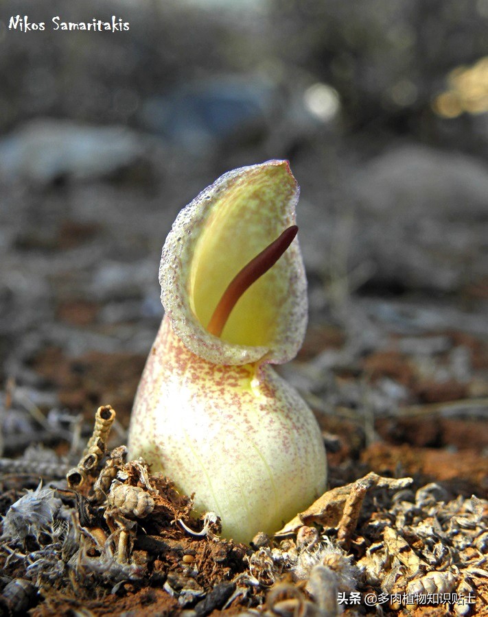 香气迷人的植物,有独特香气的植物