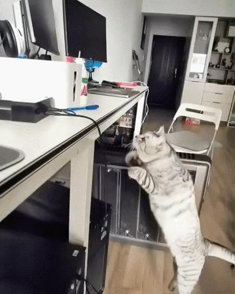 橘猫被抓警察局,肥猫被警察带走判刑