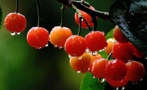 安徽当地土特产有哪些,安徽有什么特产合适带回去给朋友