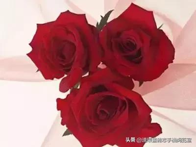 各种花的花语文案,花的花语100种