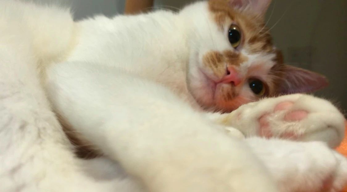 养了猫后会越来越讨厌猫吗,对猫毛狗毛过敏能够养什么宠物
