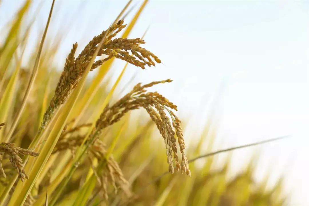 杭州最佳赏秋路线推荐,杭州附近赏秋的地方