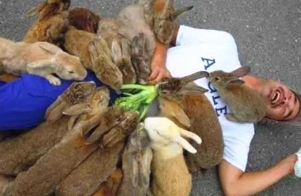 野兔泛滥成灾的后果,野兔泛滥成灾求助