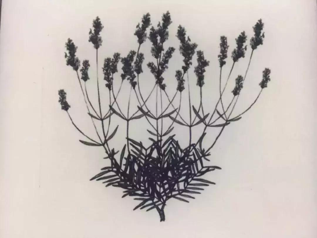 芳疗精油能帮助睡眠吗,芳疗对人体功能