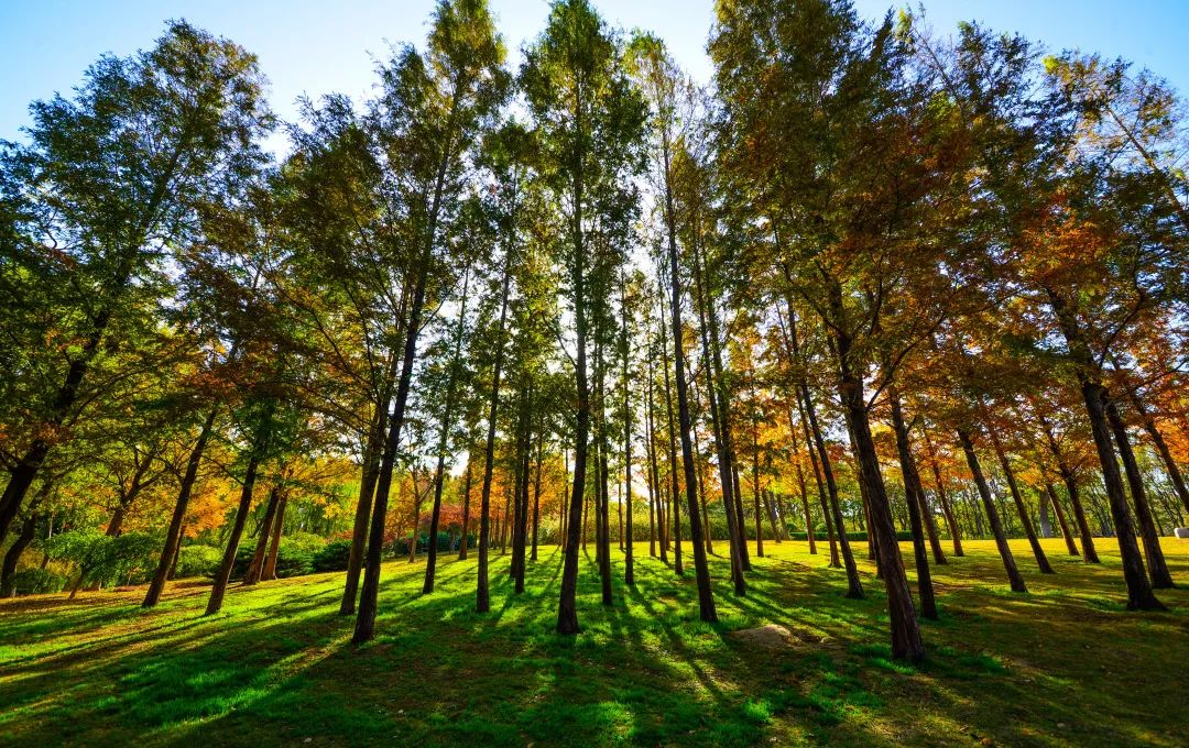 赏秋不远行就近赏秋景,赏秋何必去远方
