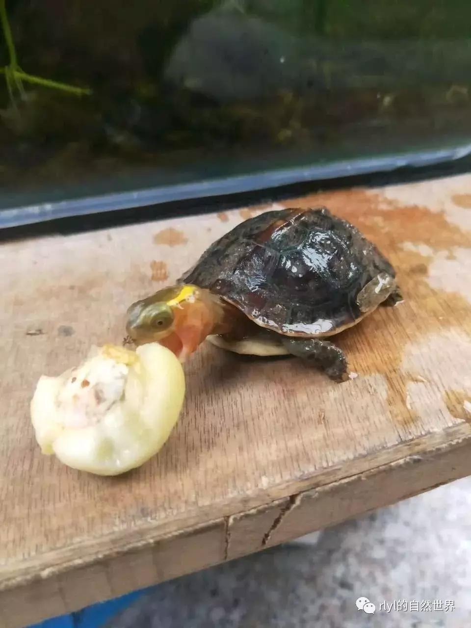 黄缘龟多大能够进环境造景,黄缘龟造景用陶粒还是火山石