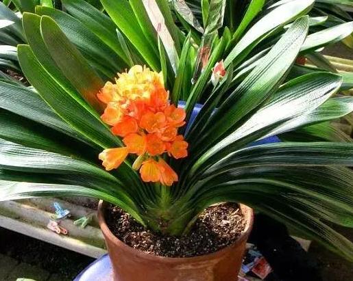 室内盆栽植物怎么杀菌,家里绿植叶子怎么清洁更亮