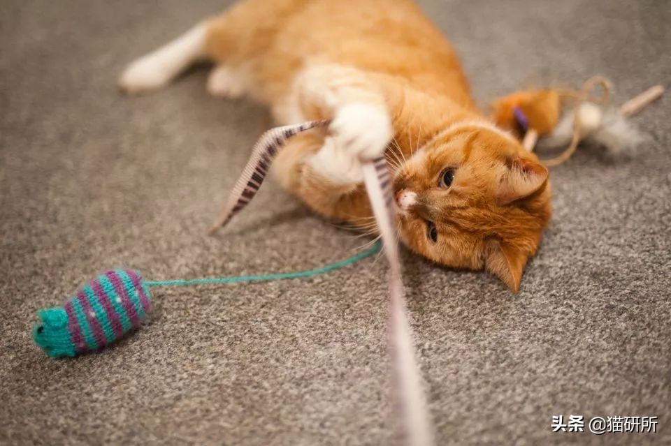 猫咪跟鸡一样咕咕叫,猫咪跟平时叫的声音不一样