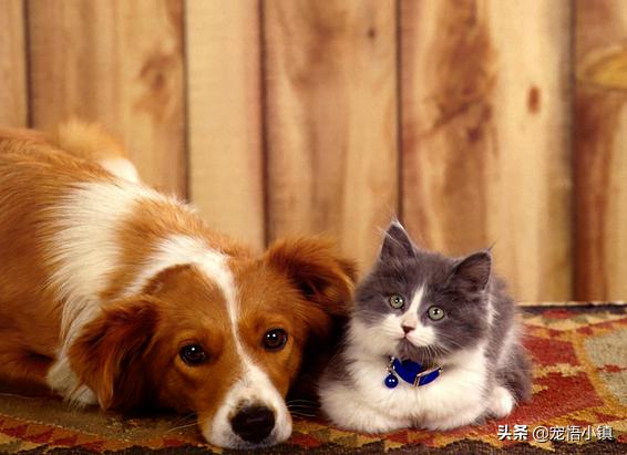 比较出名的宠物网站排名大全,国内外知名宠物品牌排行表