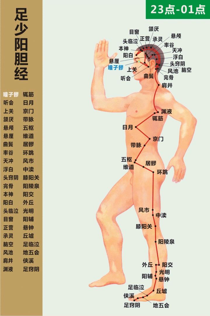 3d经络循行图讲解,阴维脉与阳维脉3d循行动态走向图