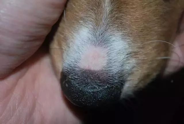狗狗趾间炎皮肤溃烂怎么治疗,狗狗经常皮肤痒用什么药洗澡