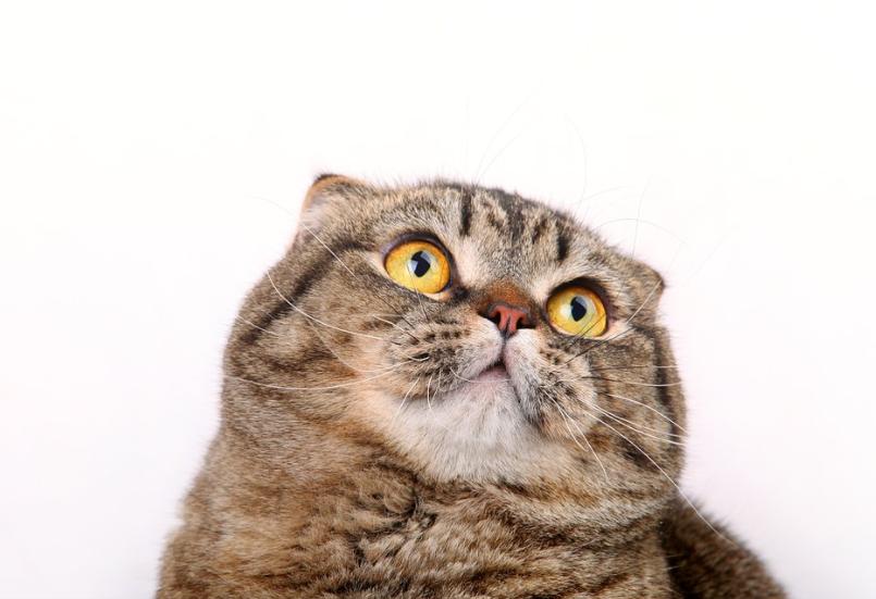 养了只猫咪胆小不和人亲近怎么办,猫咪不宁愿靠近主人