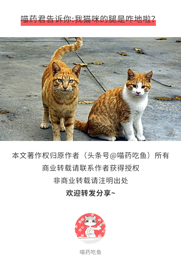 猫咪后腿无力站不稳怎么回事,公猫后腿无力怎么回事