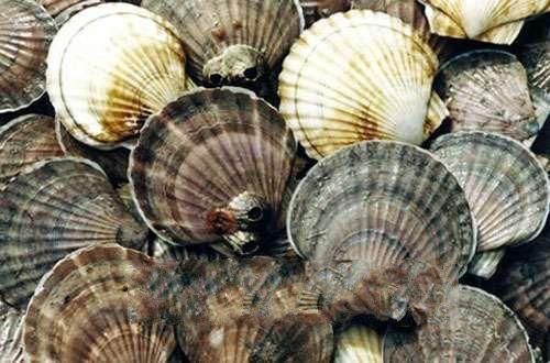 扇贝图片及简介,扇贝的另一个叫法