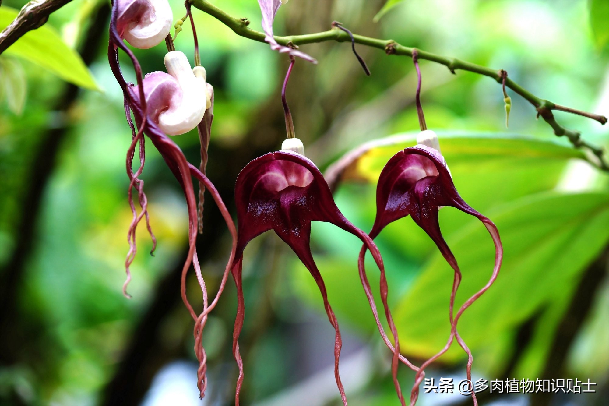 巨花马兜铃怎么繁育,巨花马兜铃图片大全