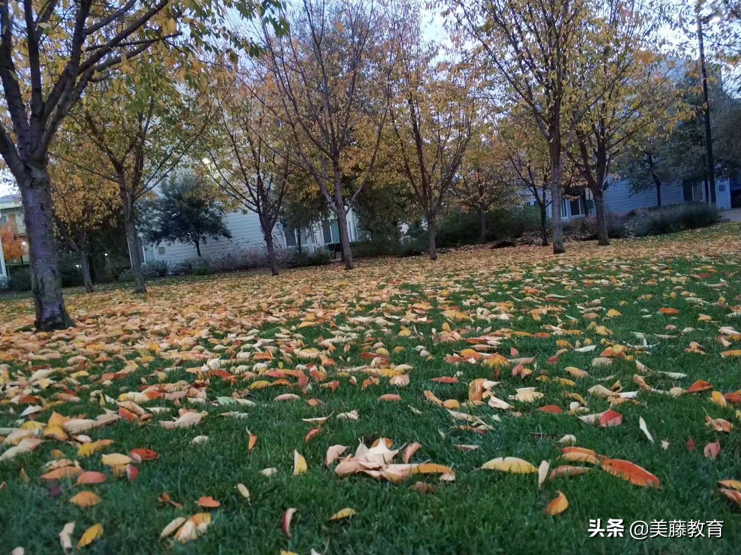 华盛顿圣路易斯大学建筑学排名,圣路易斯华盛顿大学优势