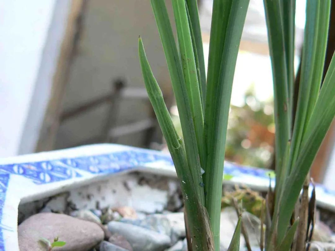 兰花猎人选兰从细节入手，一高兴说出了春兰看芽赌草的奥妙之处