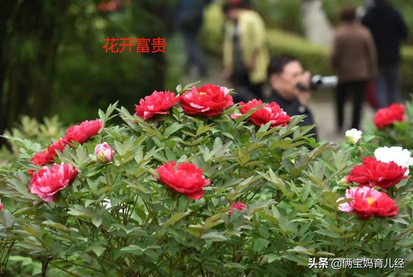 全国母亲的微信昵称，榜首使用率很高，有你妈妈用的名字吗？