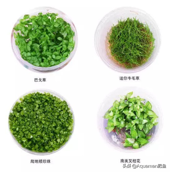 便宜又好养的水草推荐,好养又便宜的水草推荐
