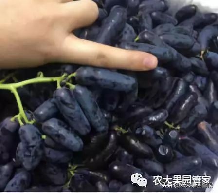 种植新品种果树苗一手货源,各种新品种果树苗木一手货源