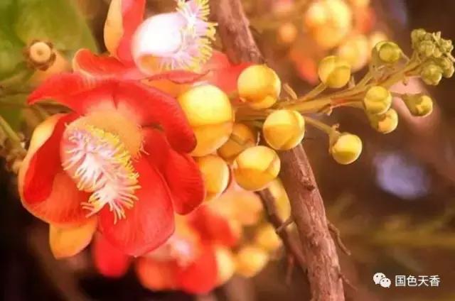 菩提花开观自在,菩提花开见性成佛