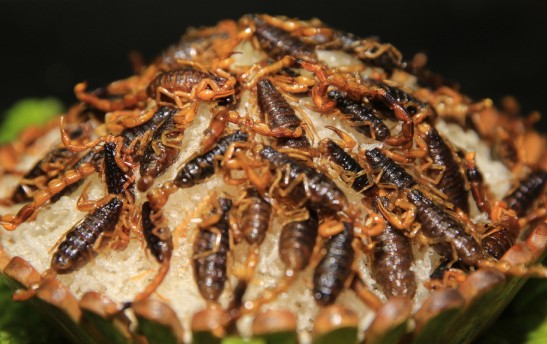 云南特色美食虫子在哪里吃最多,云南吃虫的特色美食