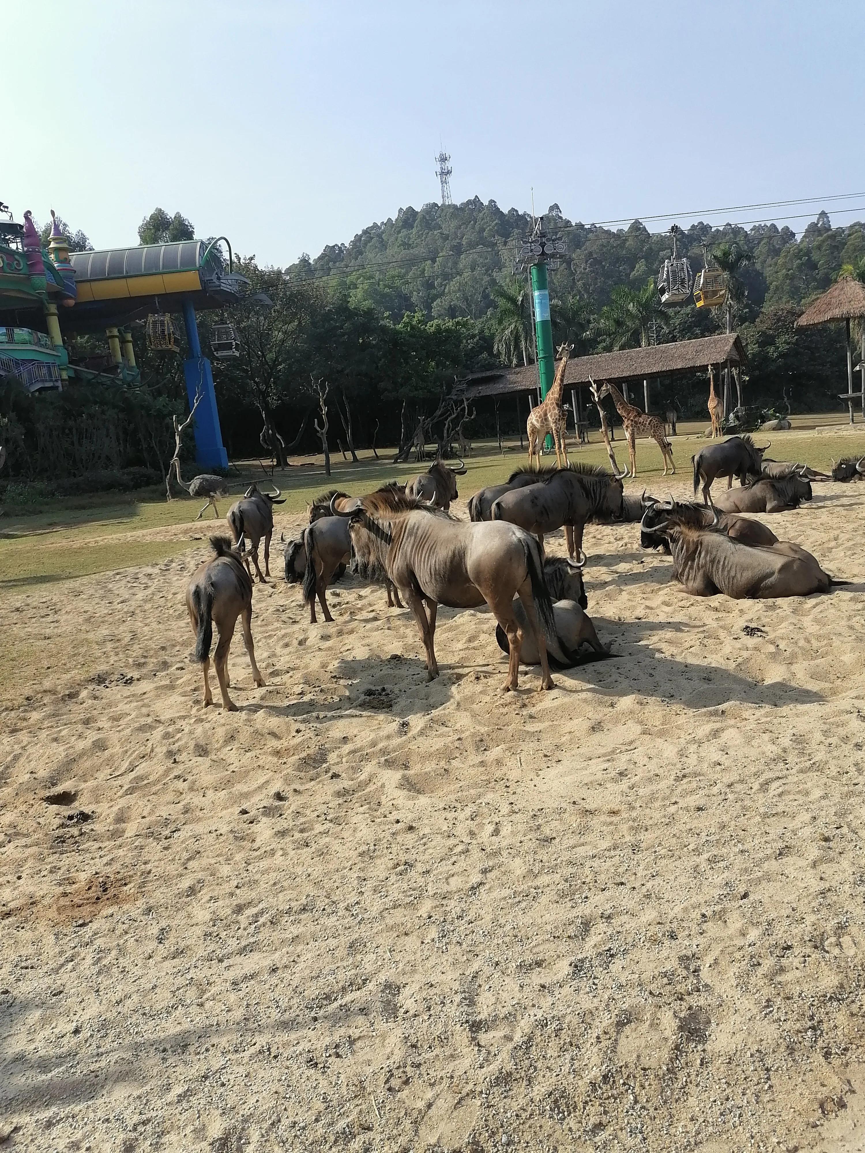 广州长隆动物世界好玩到什么地方,广州长隆动物世界有什么玩