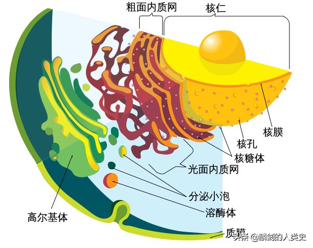地球生物完全版,地球早期微生物有哪些
