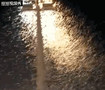 【吓人】太多多多……了！最近很多人被吓得不敢开灯，只因它又来袭