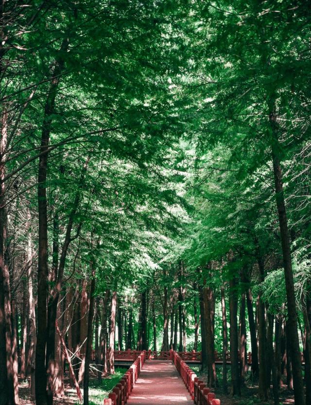 上海旅游攻略景区免费,上海免费旅游必去的地方