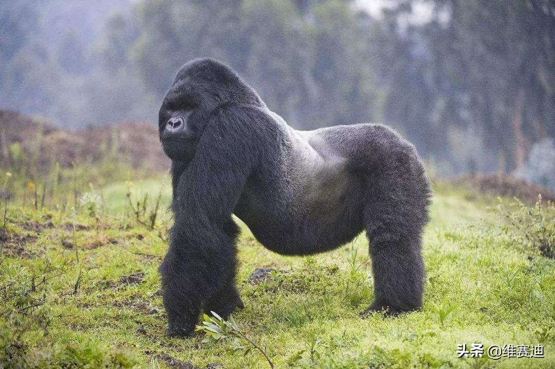 金刚电影各种怪兽排名,金刚骷髅岛大战怪兽电影