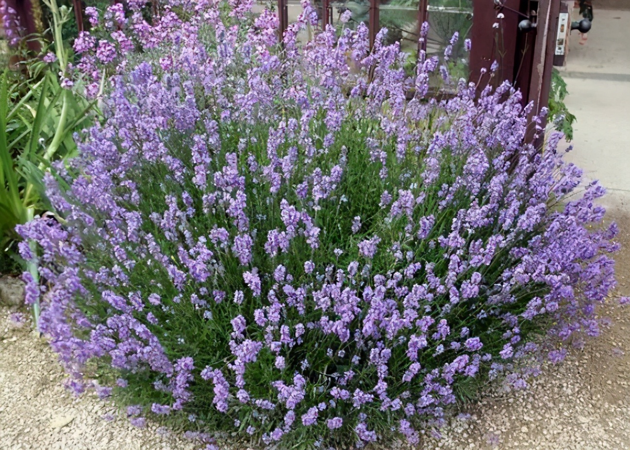 合适养在卧室不会引来蚊虫的花,夏季种什么花能够驱蚊虫