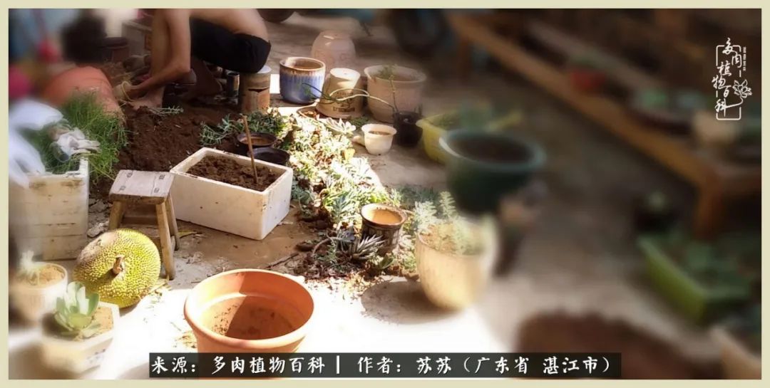 不要辜负与多肉的美好时光,多肉能够给人岁月静好的感觉