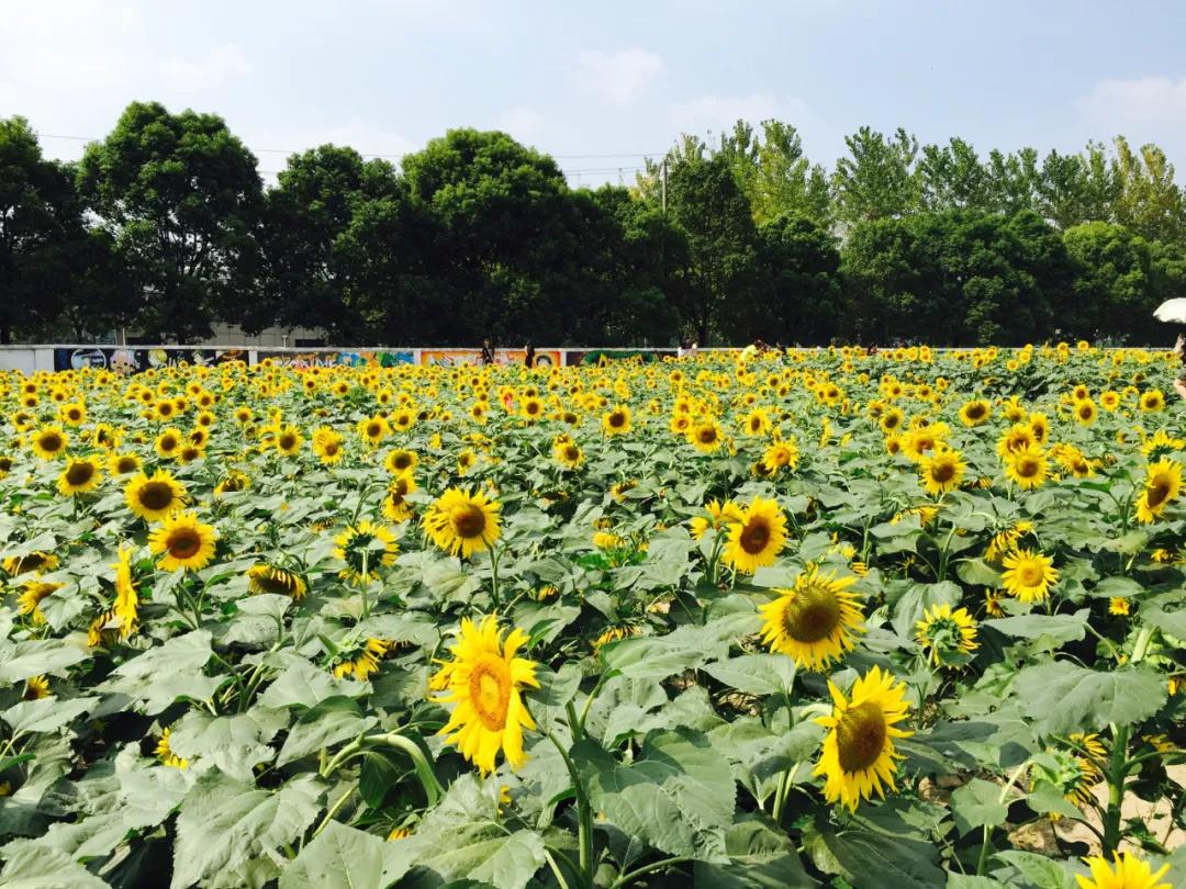 杭州最佳赏秋路线推荐,杭州附近赏秋的地方
