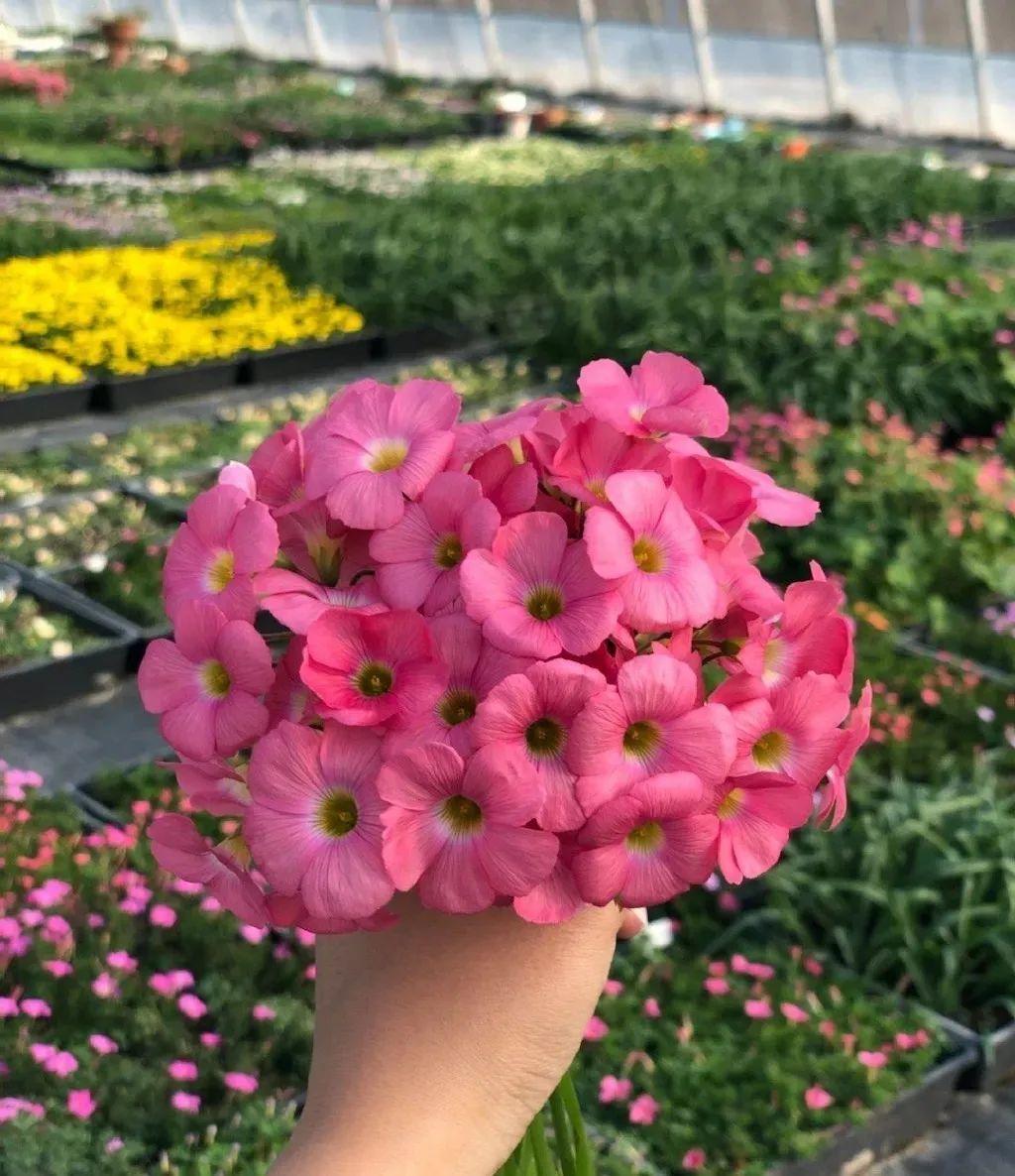 一个小“蒜瓣”，沾土就开花，一平方能养一百盆，生崽一大窝