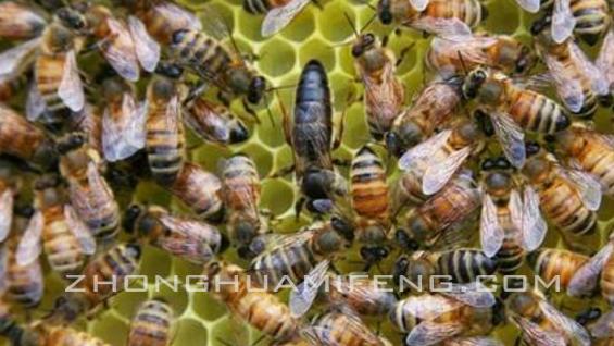 如何养蜜蜂卵,如何养蜜蜂