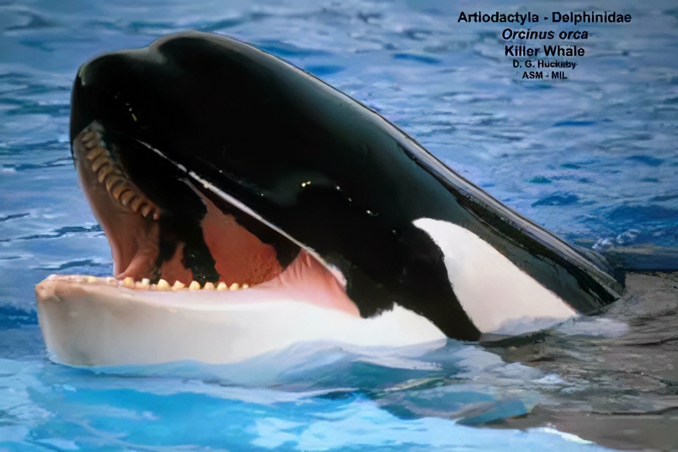 被蓝鲸吞进肚子里会发生什么,座头鲸误吞潜水员