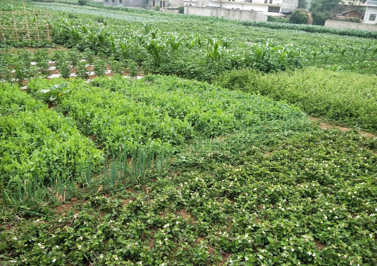 河南种植鱼腥草一亩利润与成本,四川种植鱼腥草一亩利润多少