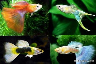 孔雀鱼怎么繁殖崽多,孔雀鱼幼崽怎么繁殖