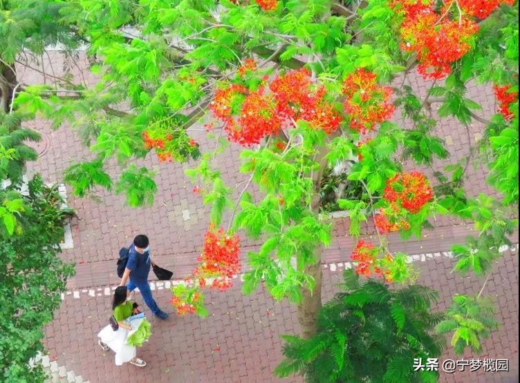 凤凰花开似红云,凤凰花开灿若云霞美图