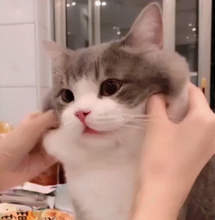 猫咪肠胃不好合适什么猫粮,猫咪放屁很臭是肠胃不好吗