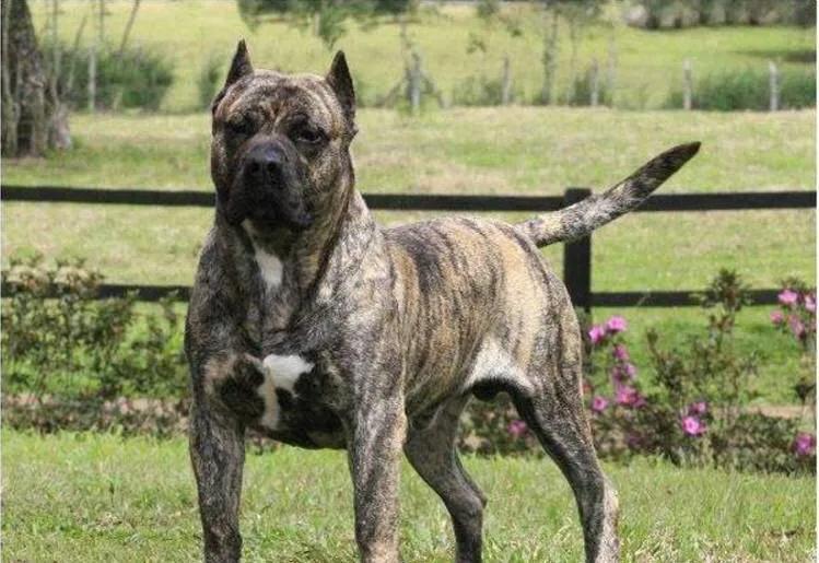 世界各国大型猛犬排名,世界各国猛犬排名