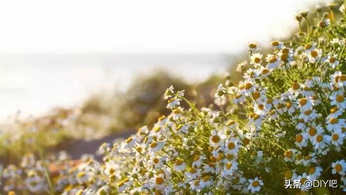 正品幸福狐狸植物精油喷雾,aussie护发精油喷雾