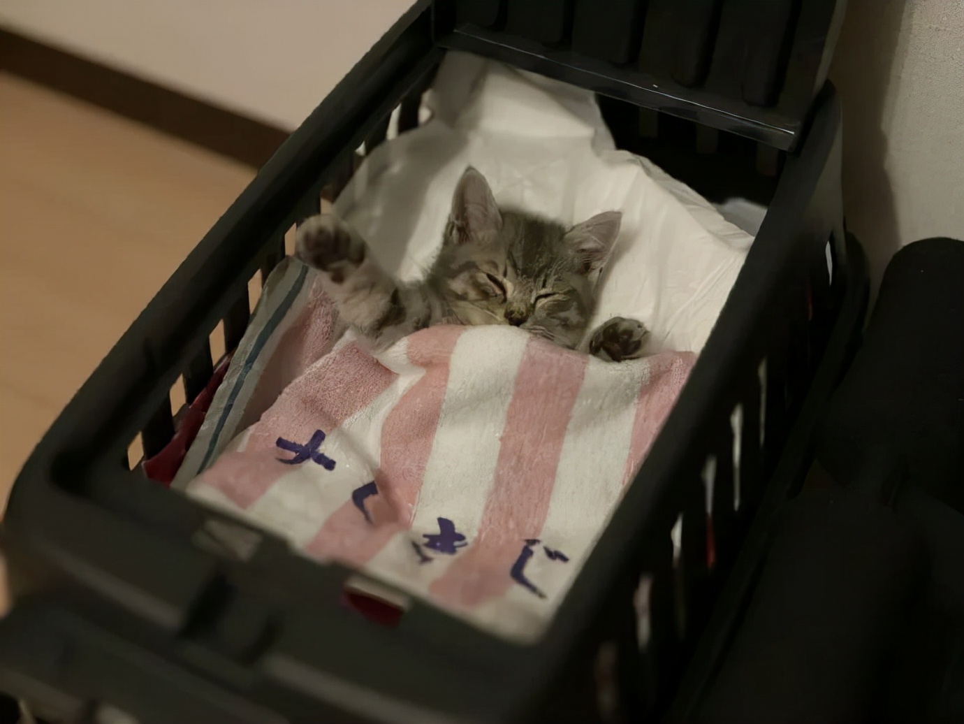 看到铲屎官终于回家，立即安心地睡着了|冷段子1986