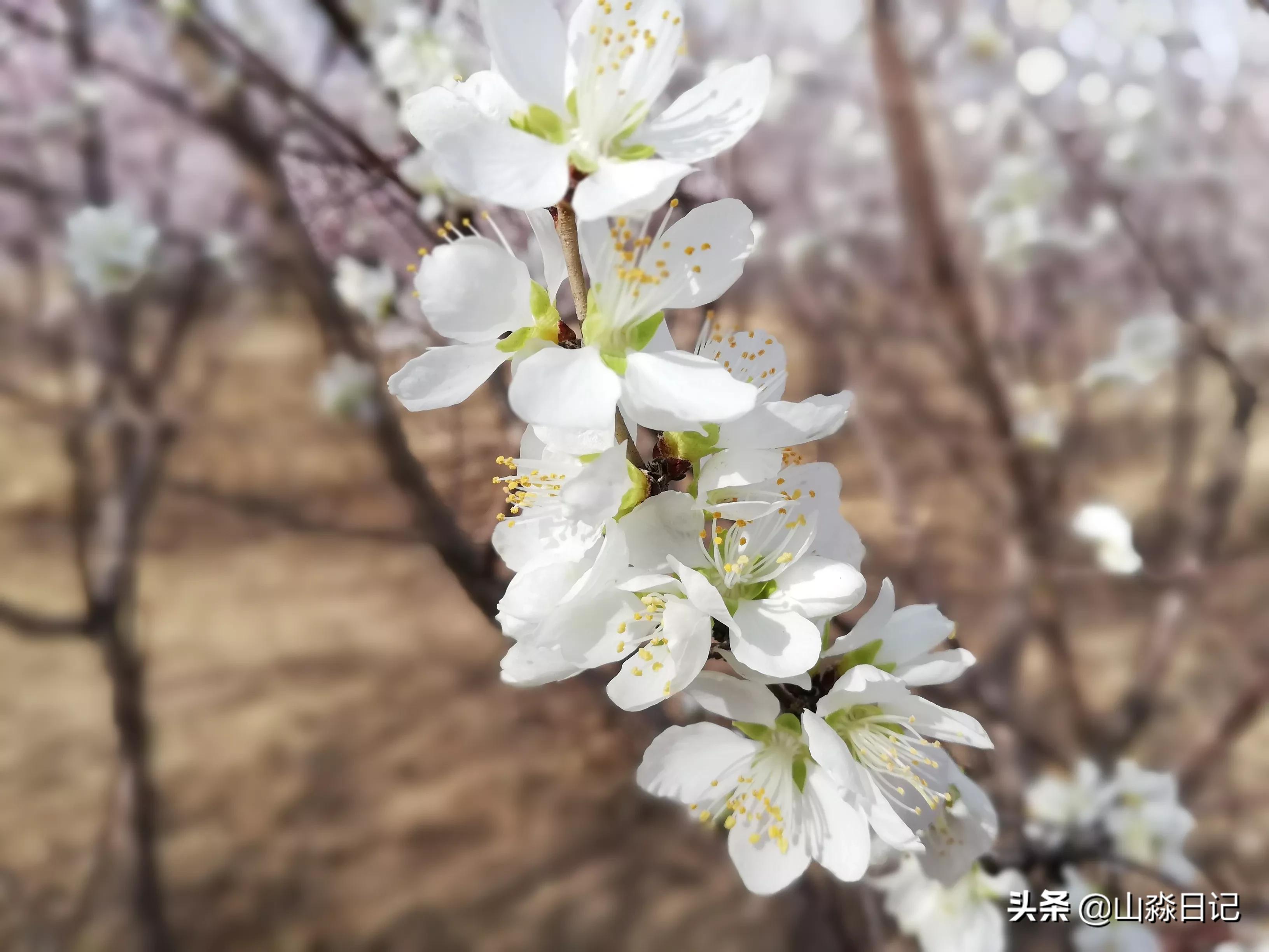 桃花，柳树，父子
