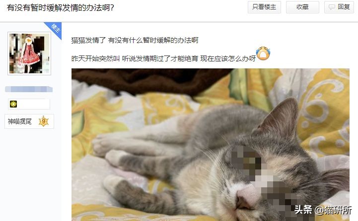 疫情出不去猫咪绝育拆线怎么办,猫咪发情期间能做绝育手术吗