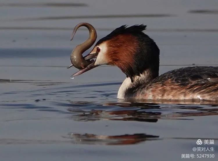 凤头鸊鷉粤语,斑头雁飞得最高的鸟