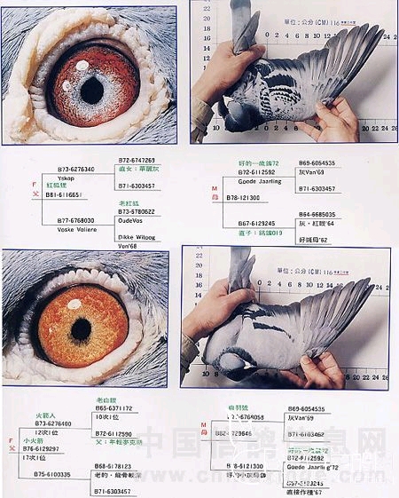 淇￠附姣嶅瓙閰嶅,淇￠附闅斾唬閰嶅