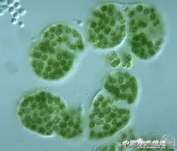 水产藻类大全图片,水产藻类知识大全