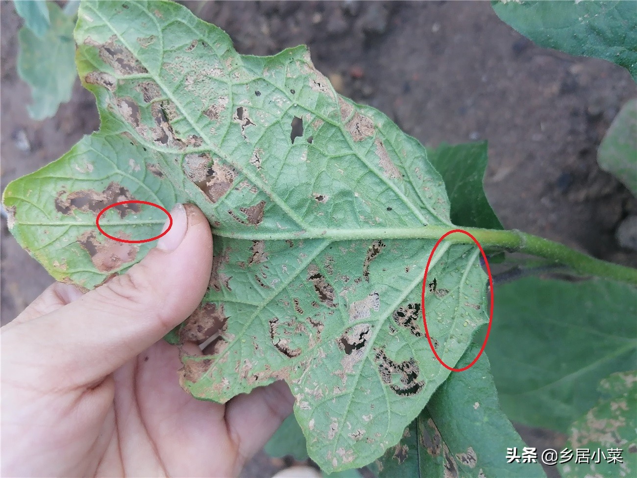 茄子生根壮苗用什么药,茄子开花期需要注意哪些病虫害